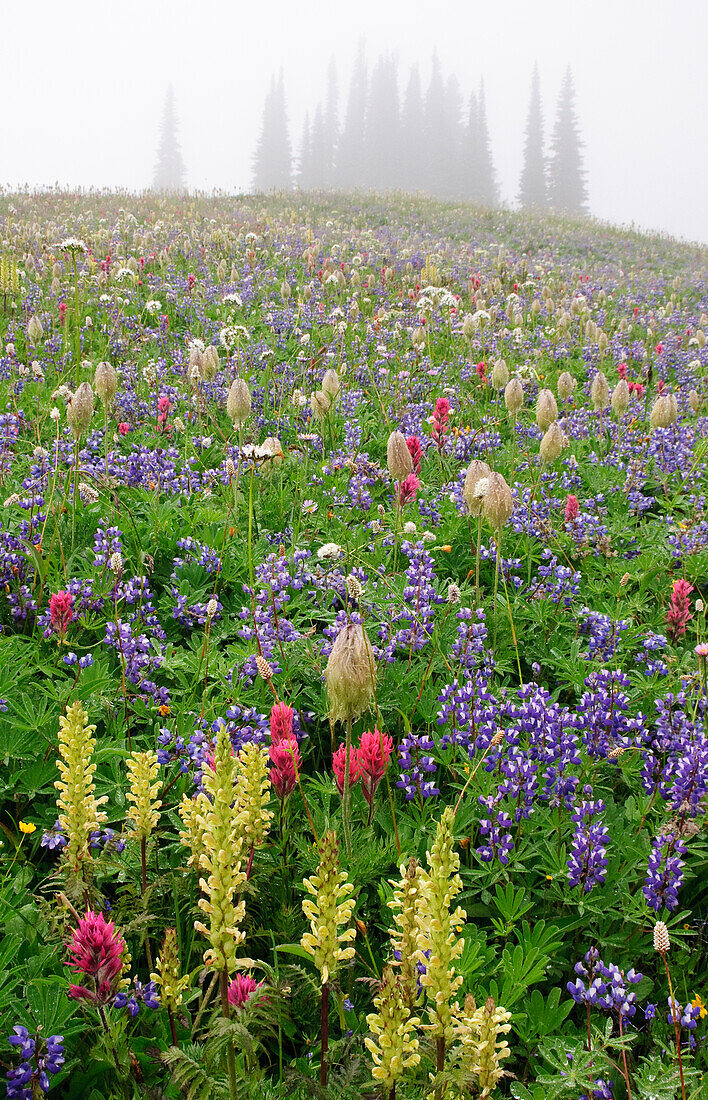 Wildblumen auf einer Wiese entlang des Lakes Trail auf dem Mazama Ridge; Mount Rainier National Park, Washington.