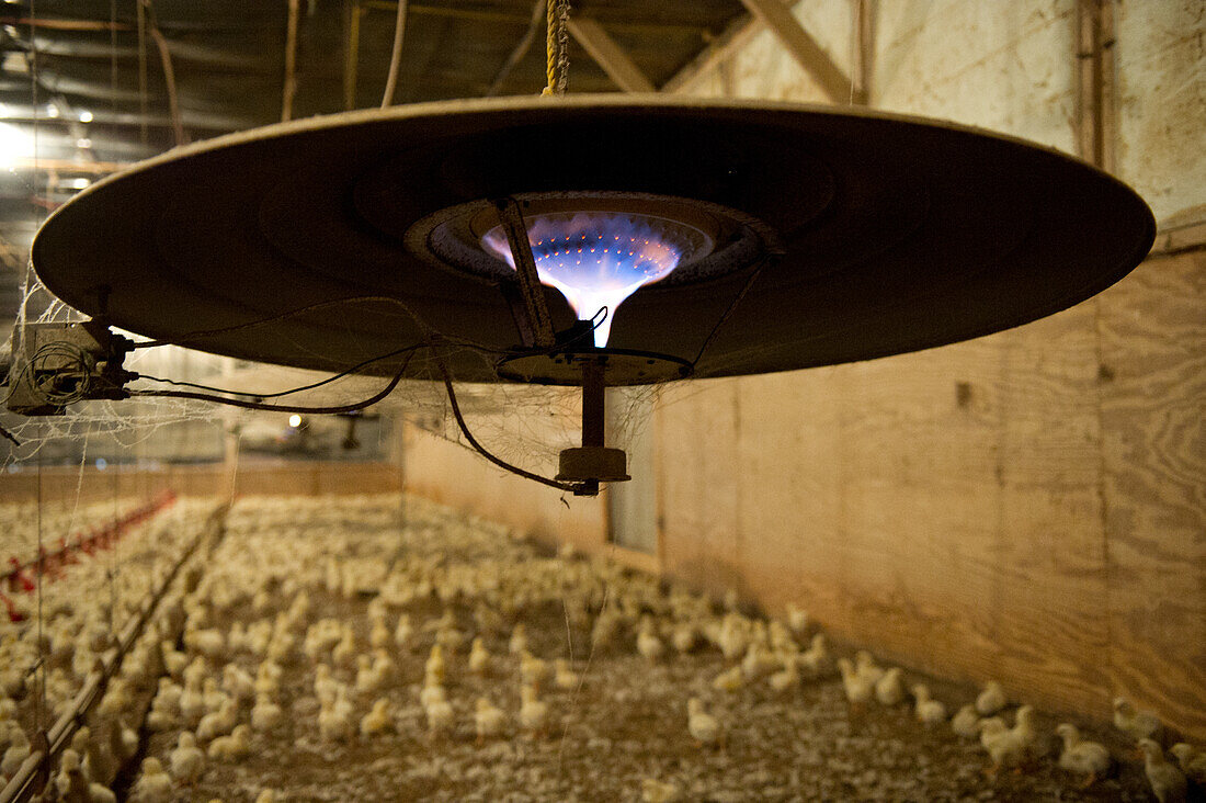 Heater for chicks