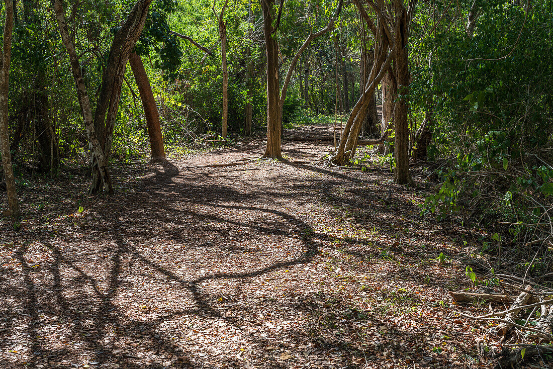 Ein Pfad durch den Regenwald zu den Ruinen der Maya-Stadt Sayil ist Teil des UNESCO-Welterbezentrums der prähispanischen Stadt Uxmal in Yucatan, Mexiko.