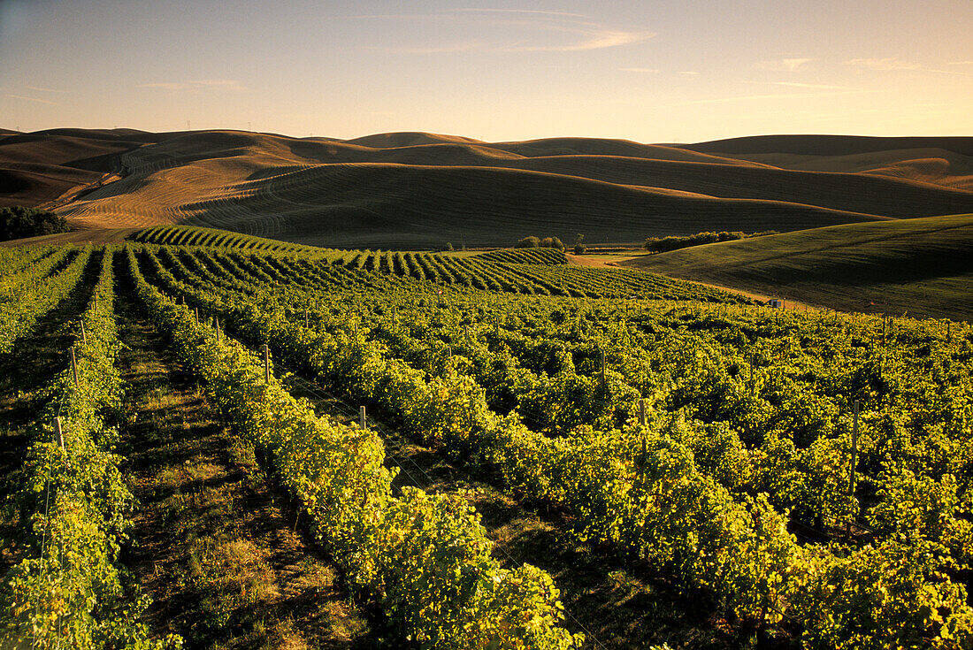 Rows of wine grapes at Spring Valley Vineyard, with rolling hills and wheat fields in the distance; Walla Walla region of eastern Washington. ..#2443-1129