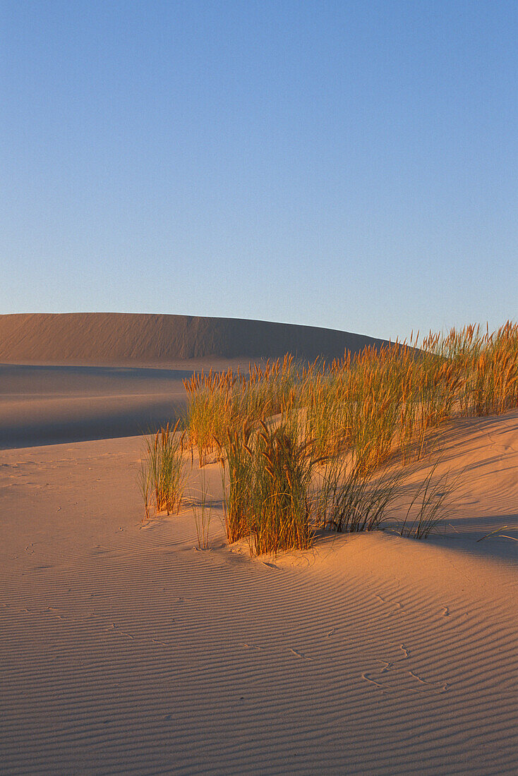 Sand dunes and beach grass; Umpua Dunes, Oregon coast, Oregon Dunes National Recreation Area.
