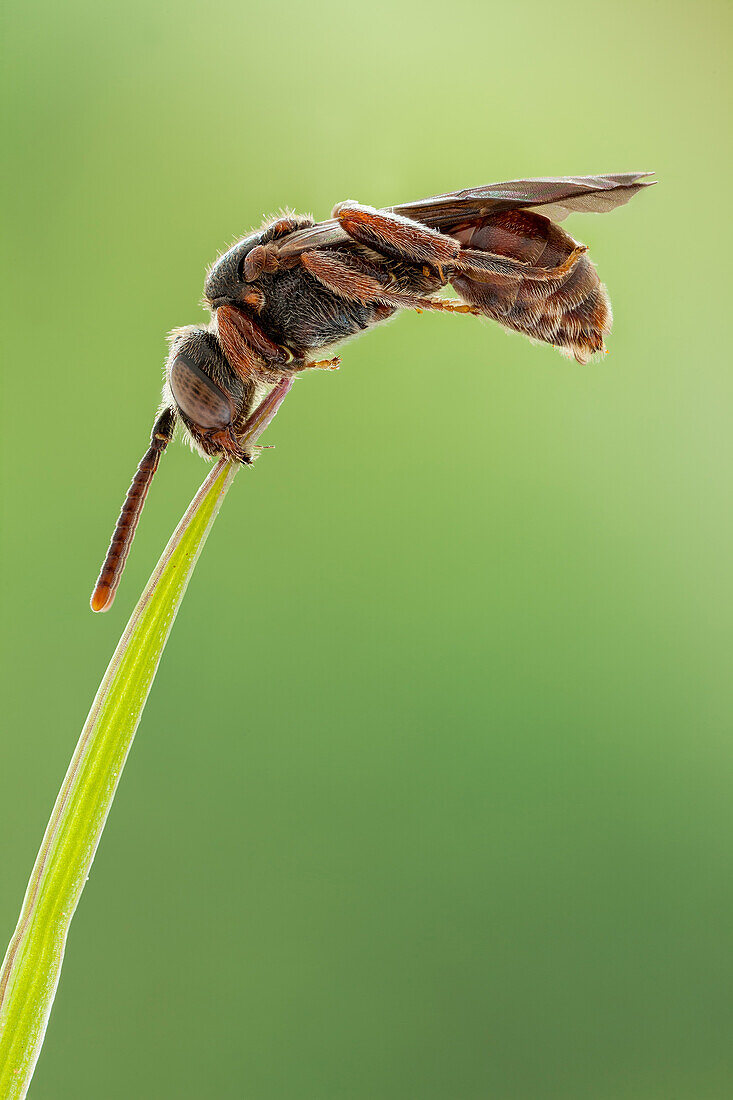 Nomadinae ist eine Unterfamilie der Bienen in der Familie der Apidae. Eine ungewöhnliche Verhaltensweise, die man bei erwachsenen Bienen verschiedener Gattungen beobachten kann, ist, dass sie häufig "schlafen", während sie sich nur mit ihren Mandibeln an Pflanzenstängeln oder Blättern festhalten.