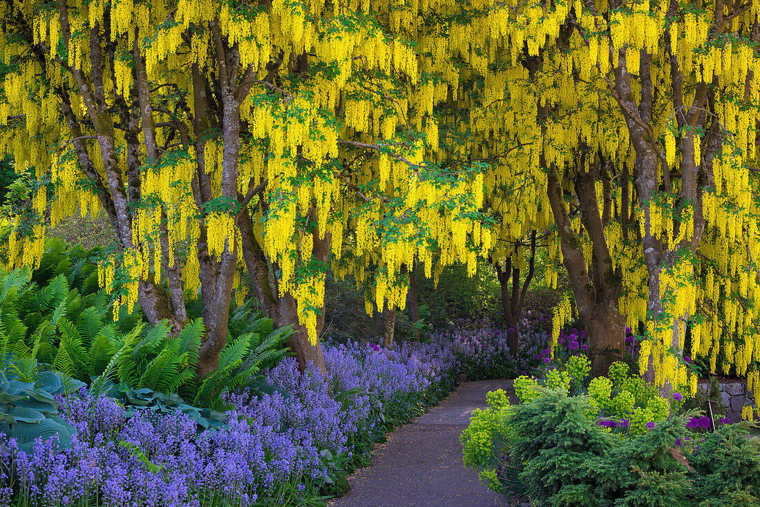 Laburnum (Golden Chain) trees, purple alliums and blue bells in bloom at VanDusen Botanical Garden, Vancouver, British Columbia, Canada.