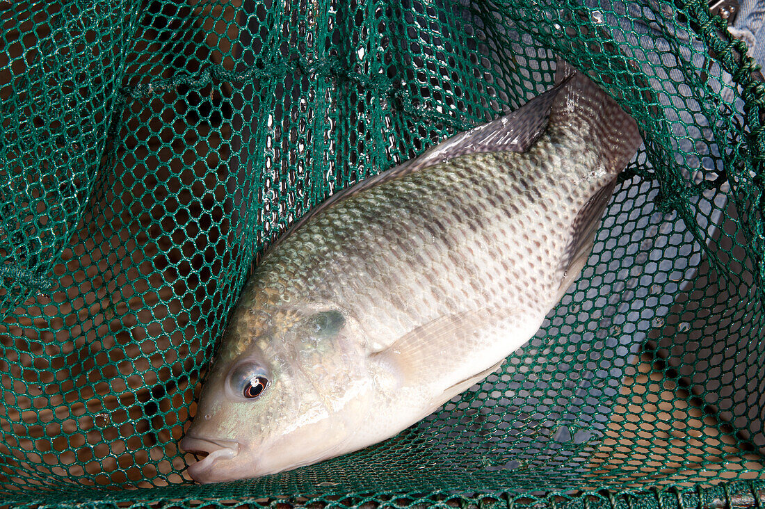 Fisch in einem Netz
