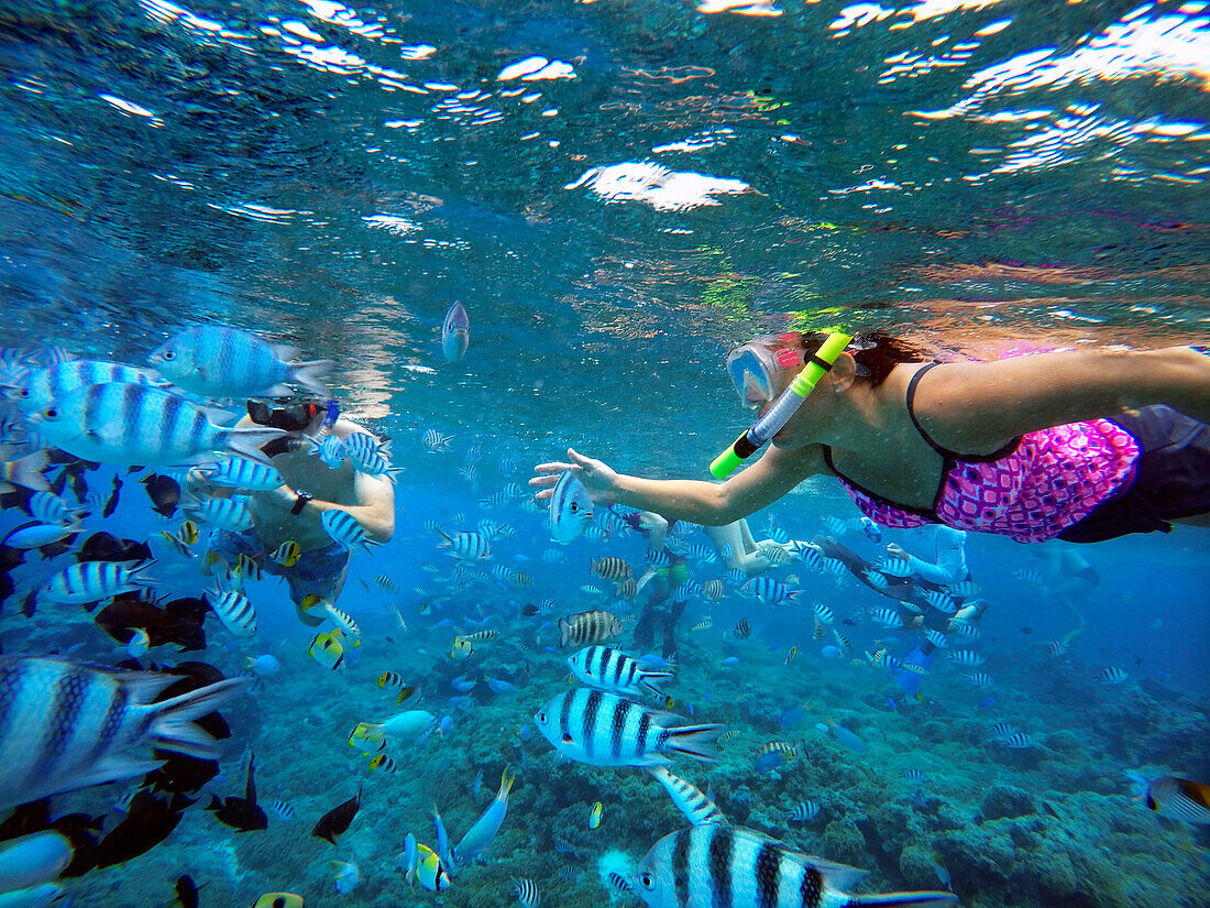 Schnorchelausflug in den seichten Gewässern der Lagune von Bora Bora, Moorea, Französisch-Polynesien, Gesellschaftsinseln, Südpazifik. Cook's Bay.