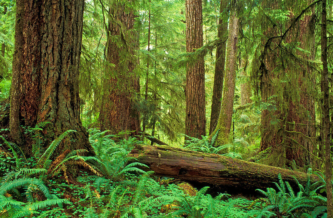 Altgewachsener gemäßigter Regenwald; Quinault Rainforest Trail, Olympic National Forest, Washington.