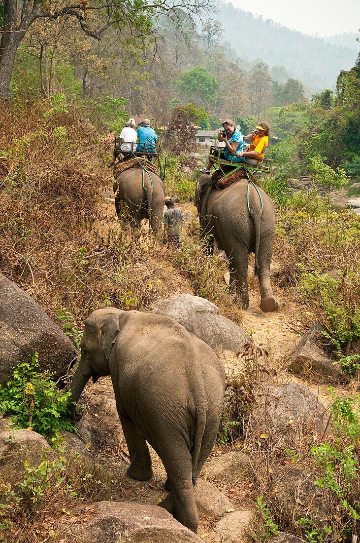 Mae Tang Tours reitet auf einem Elefanten in der ländlichen Provinz Chiang Mai, Thailand.