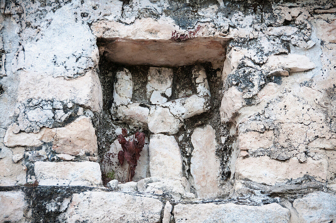 Schnitzerei eines "Tauchergottes", von dem man annimmt, dass er mit Venus in Verbindung steht, im Tempel auf der Spitze von Nohoch Mul (der großen Pyramide) in den Maya-Ruinen von Coba, Quintana Roo, Mexiko.