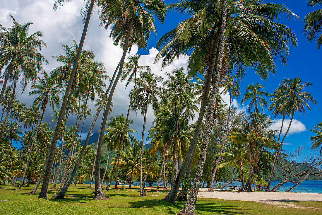 Public beach Opunohu Beach and Ta'ahiamanu beach in Moorea, Cook's Capitan Bay, French Polynesia, Society Islands, South Pacific.