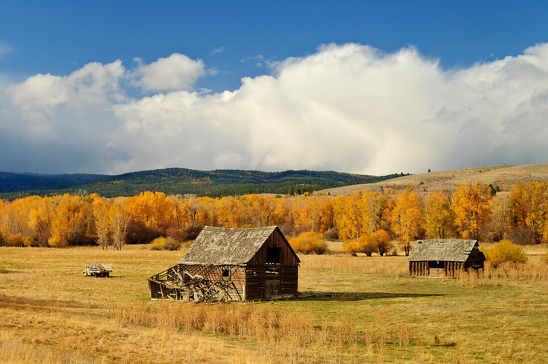 Alte Ranchgebäude und Pappeln in Herbstfarben; North Powder River Road, Elkhorn Scenic Byway, in Baker County, Ost-Oregon.
