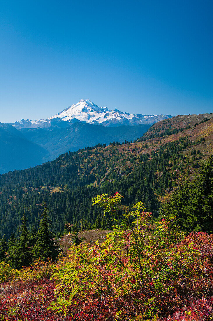 Mount Baker vom Yellow Aster Butte Trail aus, mit Eberesche und Heidelbeere im Vordergrund; North Cascades, Washington.