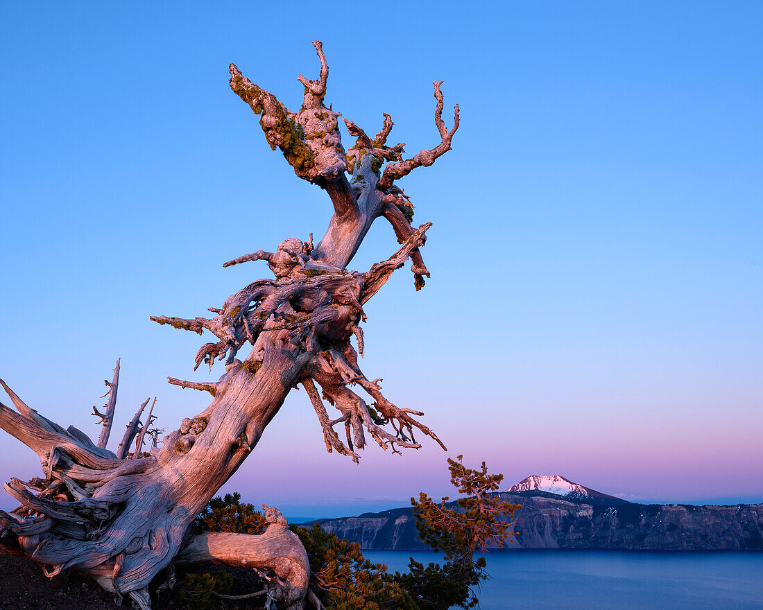 Gnarled old whitebark pine tree; Crater Lake National Park, Oregon.