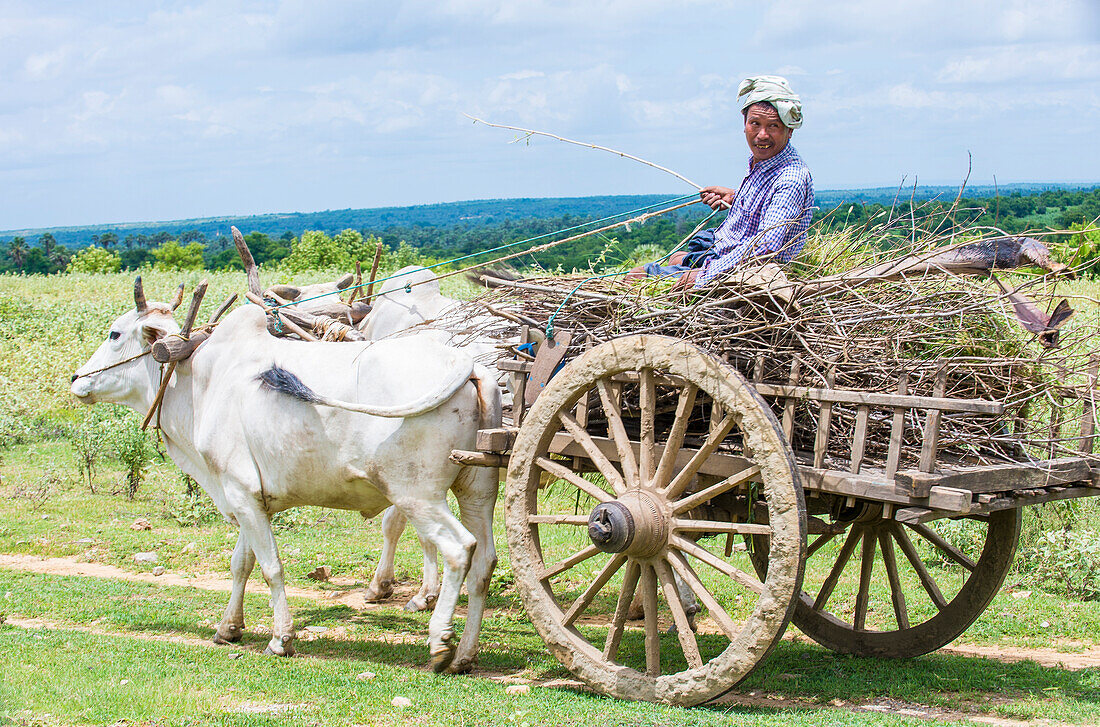 Burmese farmer riding ox cart in Shan state Myanmar