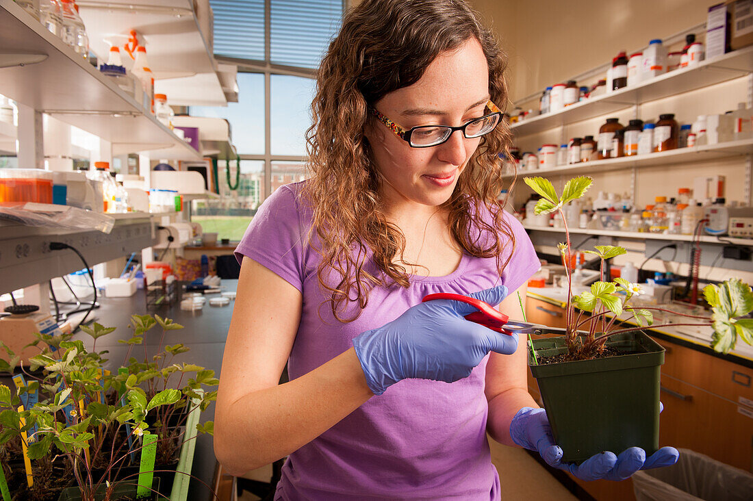 Junge Frau schneidet eine Pflanze in einem pflanzenwissenschaftlichen Labor in College Park, Maryland