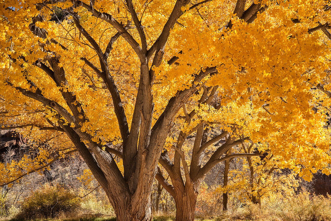 Freemont Cottonwood-Bäume in Herbstfärbung im historischen Fruita Distrikt des Capitol Reef National Park, Utah.