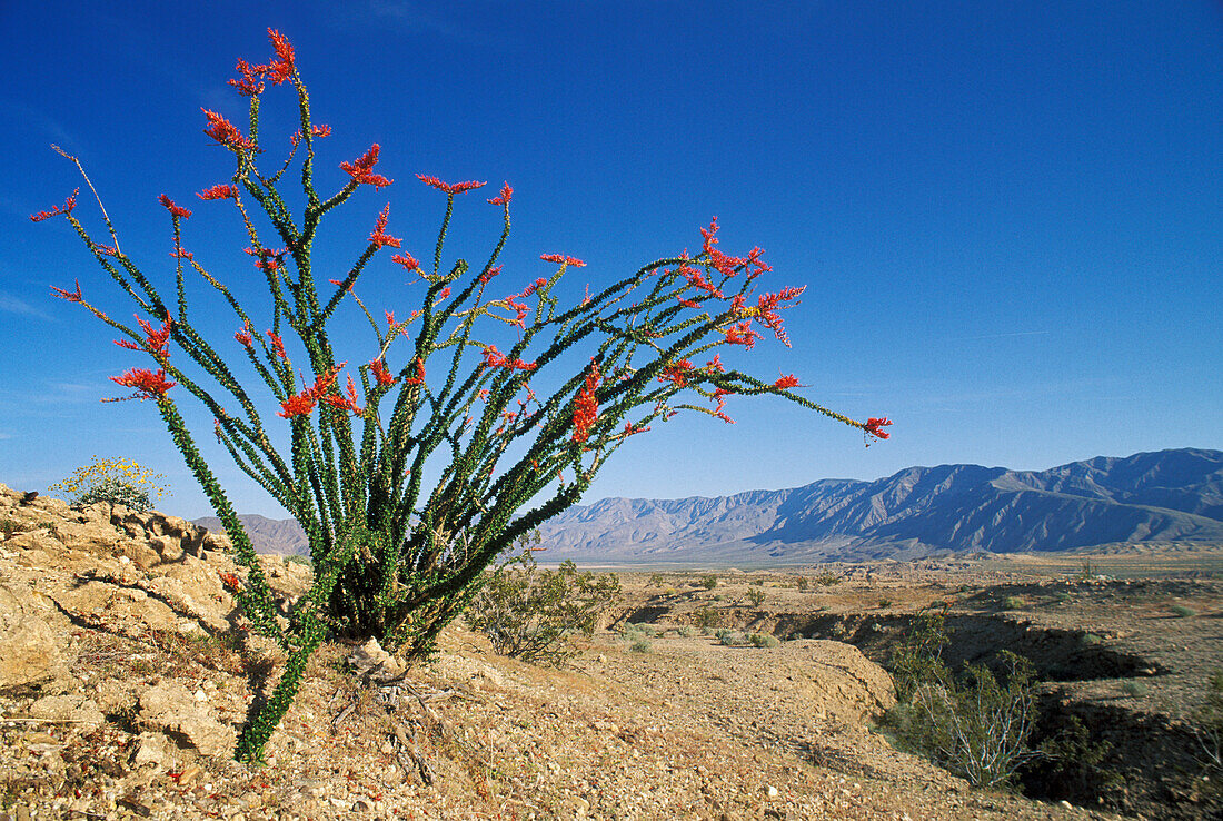 Ocotillo (Fouquieria splendens) mit den Santa Rosa Mountains in der Ferne; Anza-Borrego Desert State Park, Kalifornien.