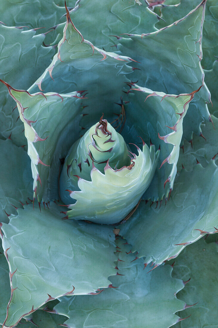 Agave plant, Copper Canyon, Mexico.