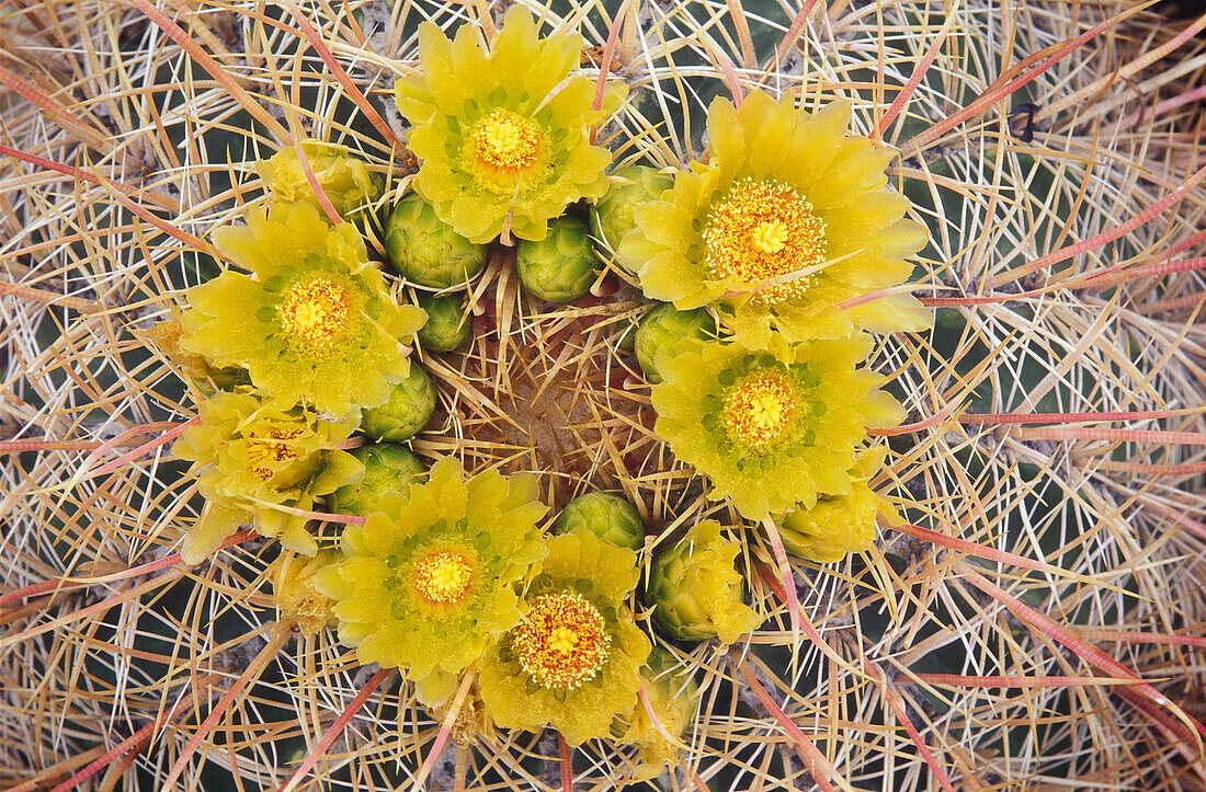 California Barrel Cactus (Ferocactus cylindraceus); Mojave and Sonoran Deserts, southwestern USA..