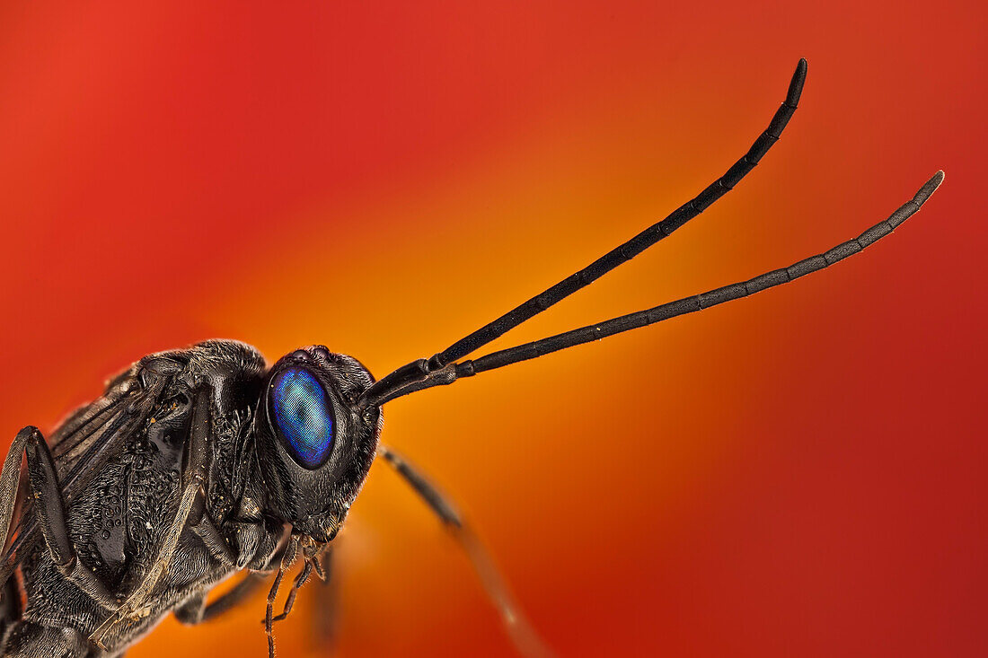 Household cockroaches are parasitized by this ensing wasp , it is an important biological control. Easy recogniced by it particular body shape and beautiful deep blue eyes