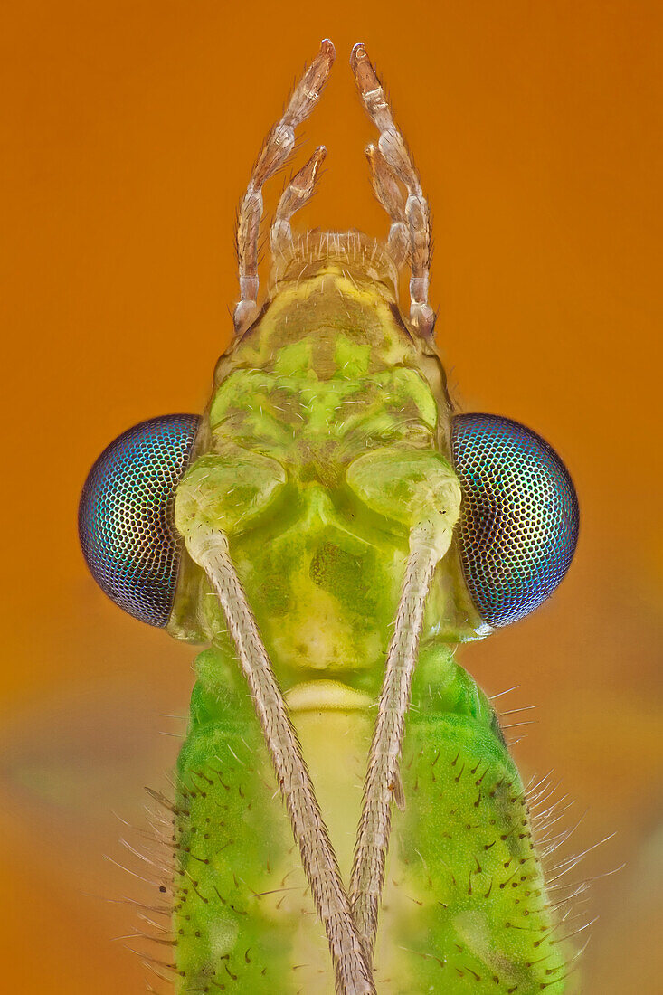 Known as the common green lacewing, is an insect in the Chrysopidae family. It is found in many parts of North America, Europe and Asia. The adults feed on nectar, pollen and aphid honeydew but the larvae are active predators and feed on aphids and other small insects. It has been used in the biological control of insect pests on crops.