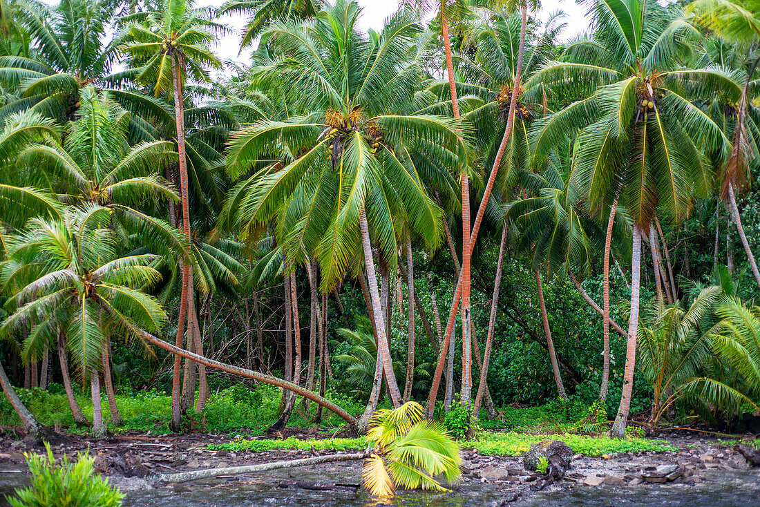 Landschaft in der Nähe des Marae-Tempels in Maeva, Huahine, Gesellschaftsinseln, Französisch-Polynesien, Südpazifik.