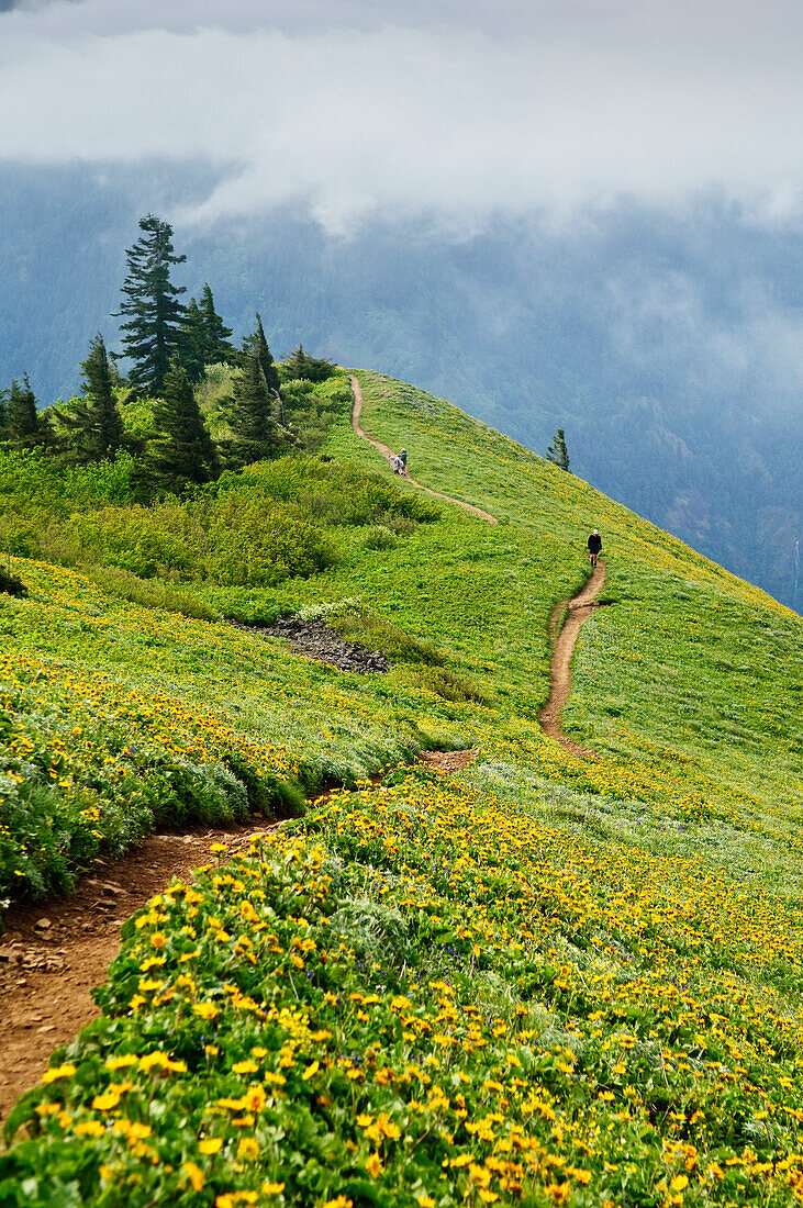 Wanderer und Balsamwurzel auf dem Dog Mountain Trail, Columbia River Gorge National Scenic Area, Washington.