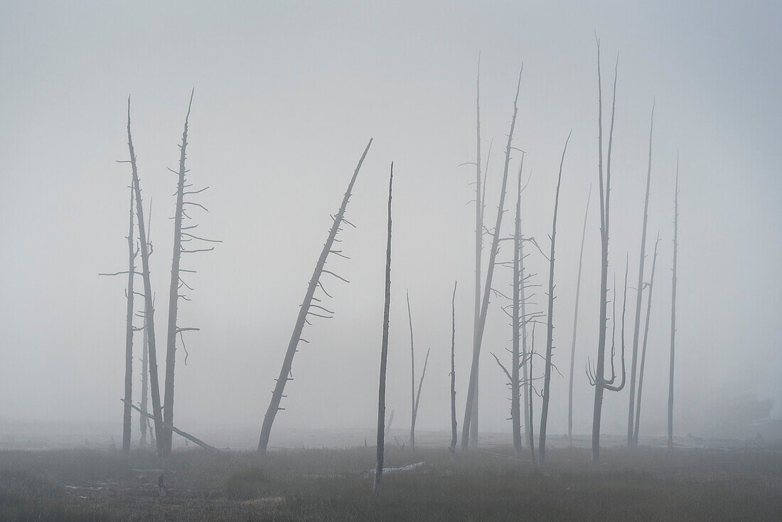 Tree snags in Norris Geyser Basin, Yellowstone National Park, Wyoming.