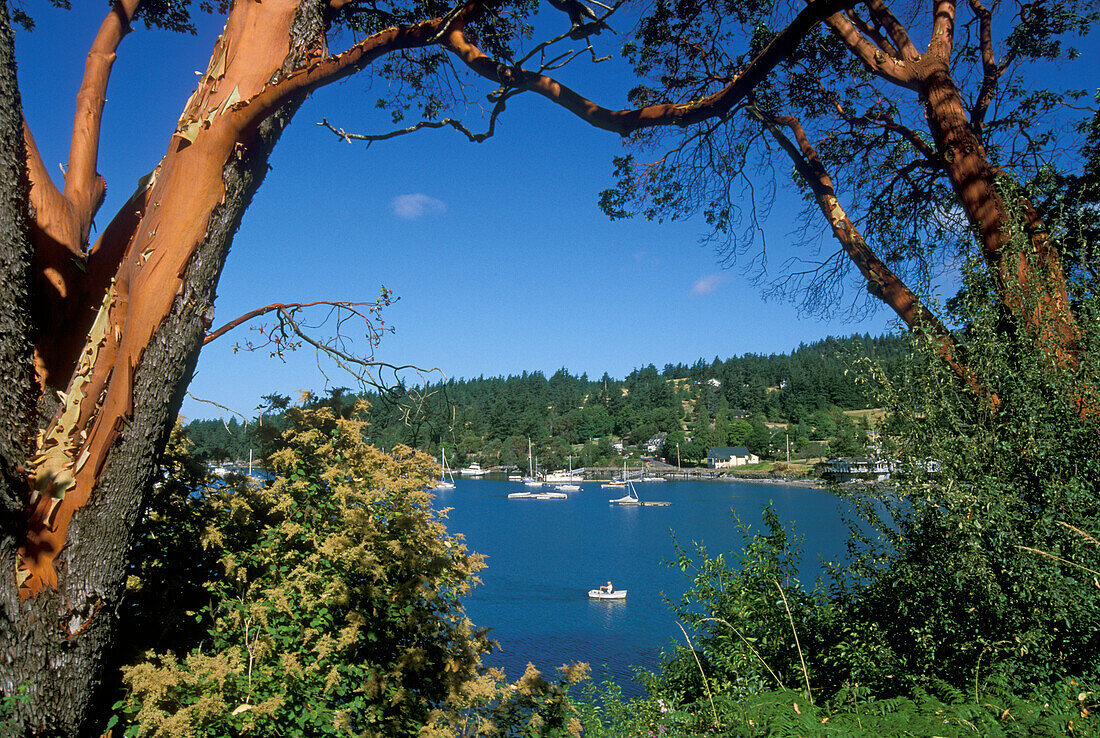 Boote und Bucht umrahmt von Madrone-Bäumen in Westsound, Orcas Island; San Juan Islands, Washington.