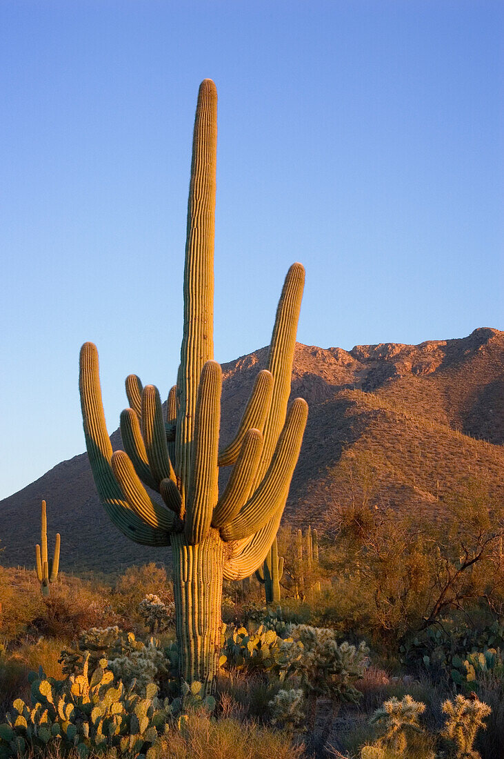 Riesiger Saguaro-Kaktus bei Sonnenuntergang, Saguaro National Park, West Unit, nahe Tucson, Arizona.