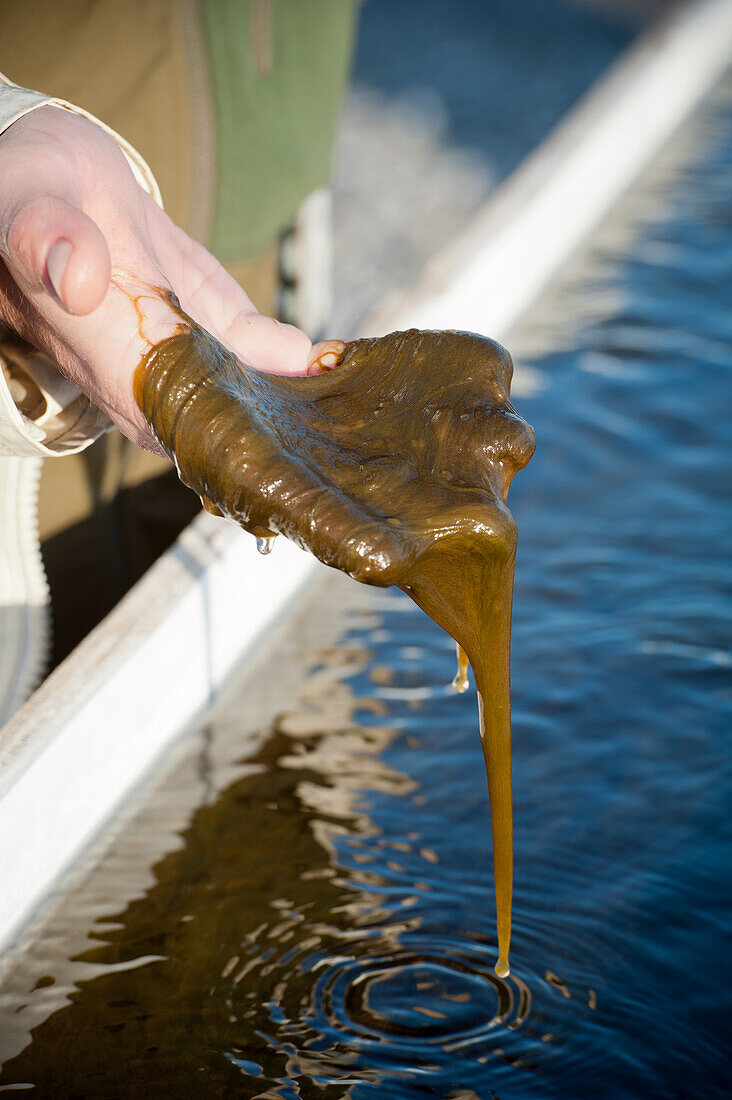 Scientist's hand displaying algae