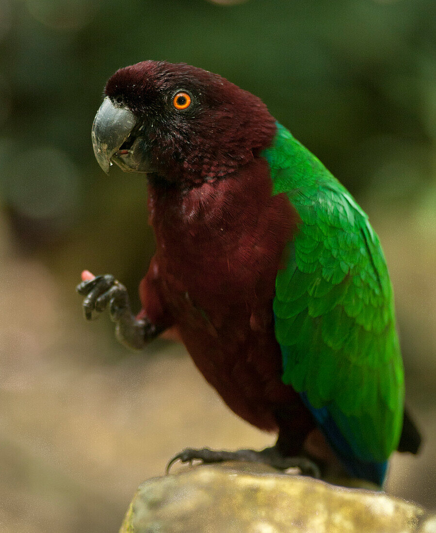 Red-breasted musk-parrot or Kaka (Prosopeia koroensis); Kula Eco Park, Viti Levu, Fiji.