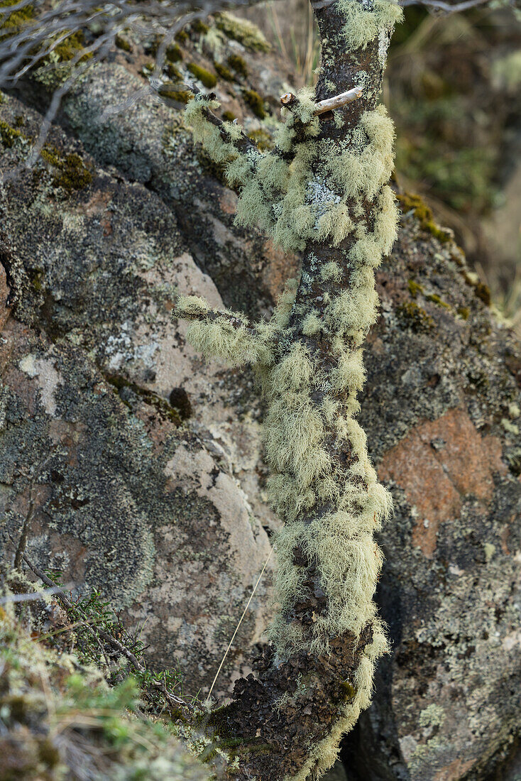 Der Bart des alten Mannes, Usnea barbata, wird gemeinhin als Baumflechte bezeichnet. Sie ist auf den Bäumen in den Lenga-Wäldern Patagoniens sehr verbreitet.