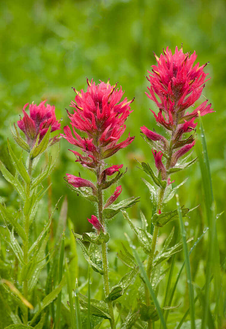 Magenta paintbrush (Castilleja parviflora); Paradise meadows, Mount Rainier National Park, Washington.