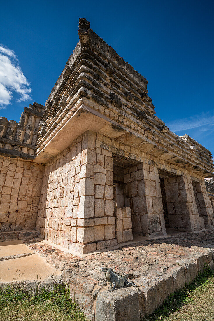 Ein großer Stachelschwanz-Schwarzleguan, Ctenosaura similis, im Viereck der Vögel in den Ruinen der Maya-Stadt Uxmal in Yucatan, Mexiko. Die prähispanische Stadt Uxmal - ein UNESCO-Weltkulturerbe.