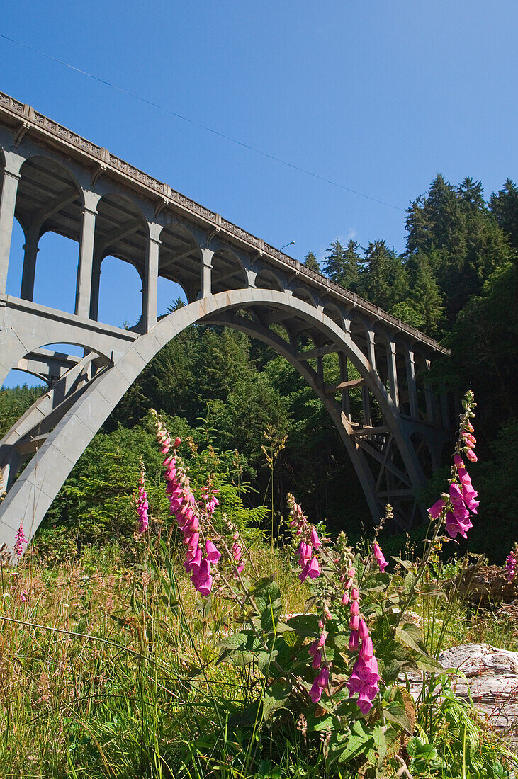 Cape Creek Bridge at Devil's Elbow State Park on the Oregon Coast.