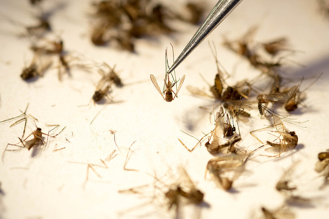 Scientist picks up mosquito carefully with a pair of tweezers