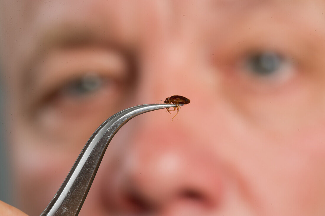 Man studying bed bug