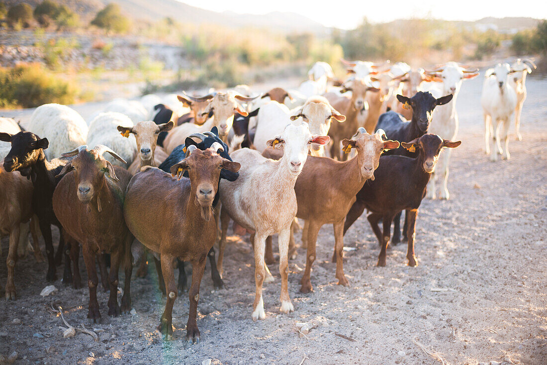 Ziegenhirte, Mojacar, Andalusien, Almeria, Spanien