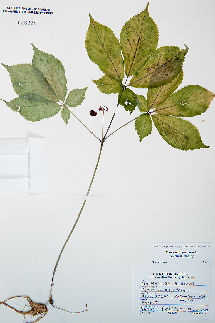 Pressed leaves and flower