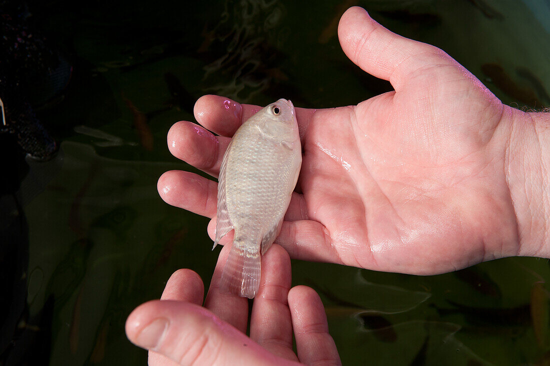 Hands holding a fish