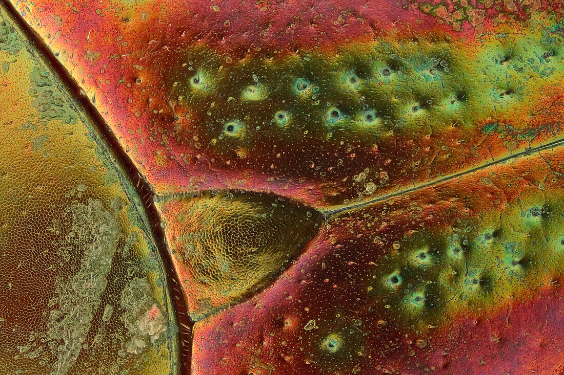 A top vie of Chrysolina americana thorax; showing detail of the pronotum, scutellum and elytron