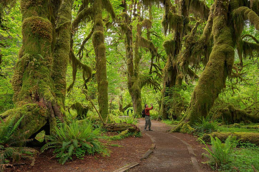 Hall of Mosses Trail, Hoh Rainforest, Olympic National Park, Washington.