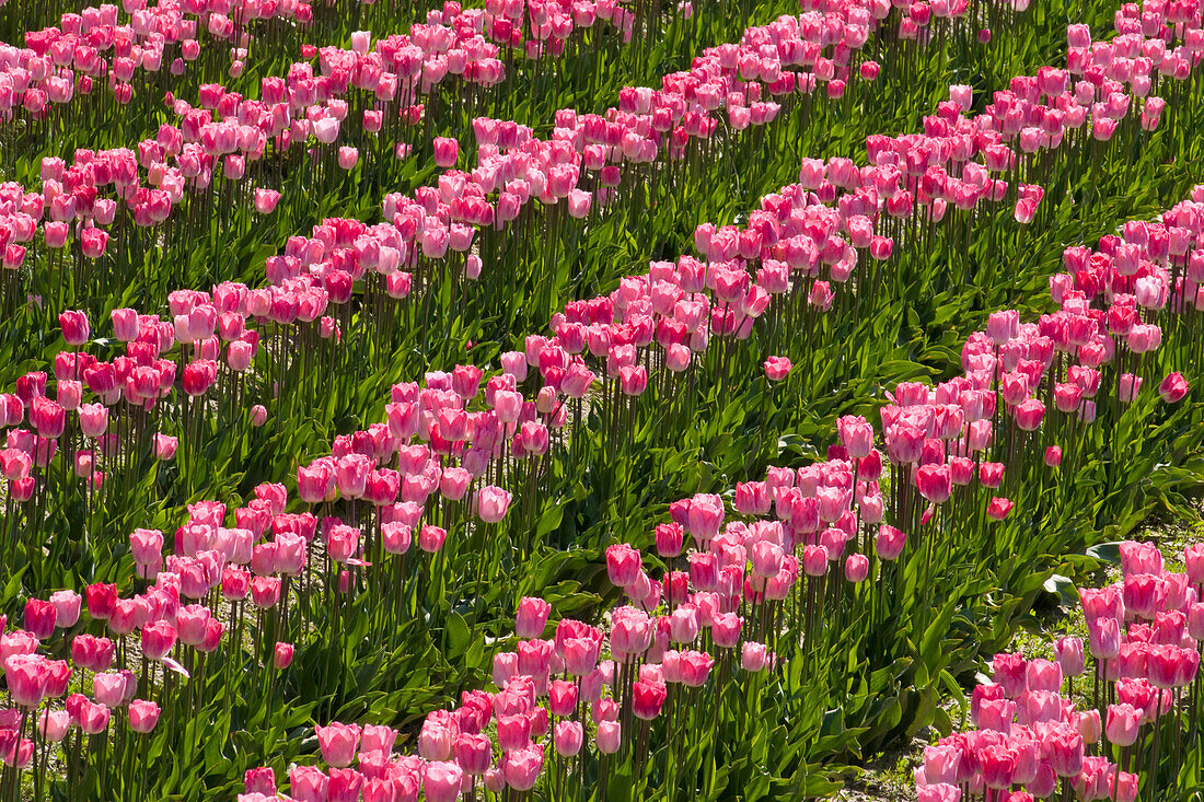 Tulips at Roozengaarde tulip fields, Skagit Valley, Washington.