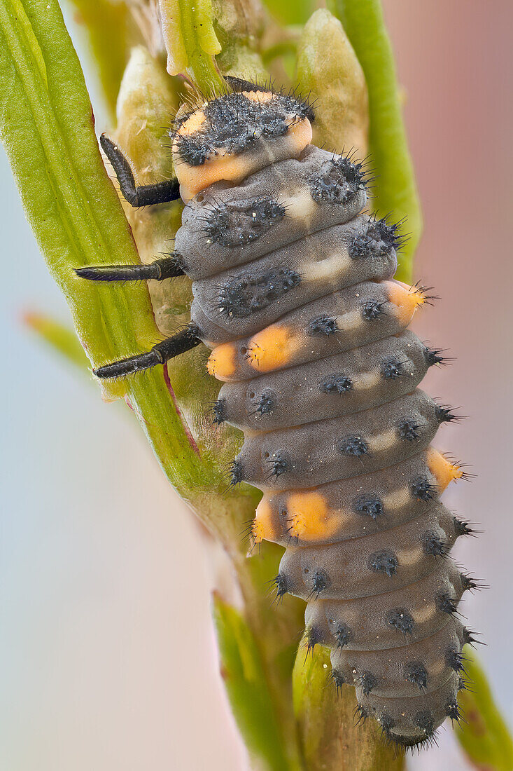 Dies ist der häufigste Marienkäfer in Europa, der in vielen Ländern zur Schädlingsbekämpfung eingeführt wurde, da er ein gefräßiger Räuber von Blattläusen ist.