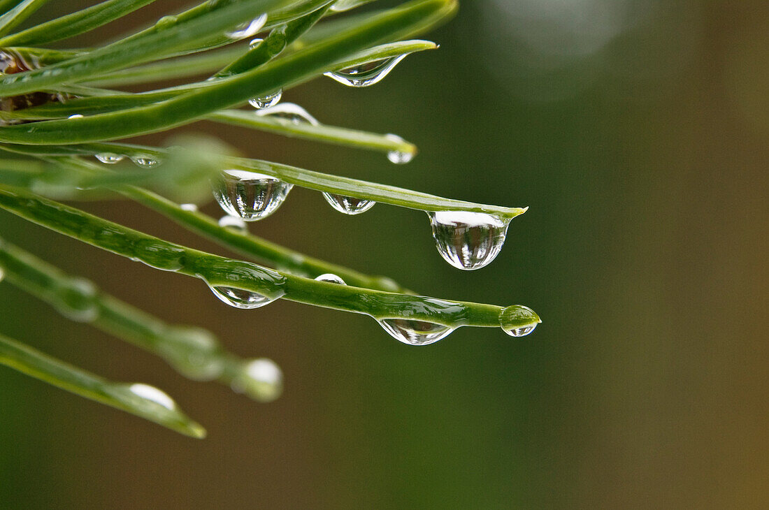 Raindrops on Douglas fir tree needles; Santiam Pass, Cascade Mountains, Oregon.