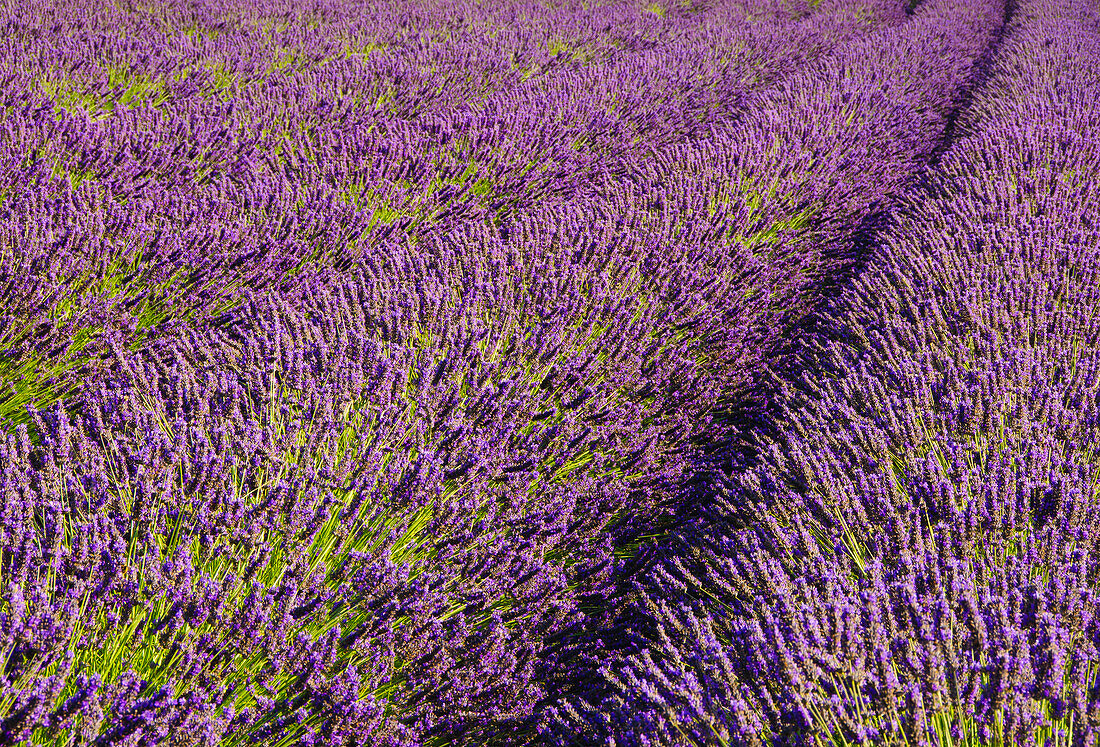 Pelindaba Lavendelfarm, San Juan Island, Washington.