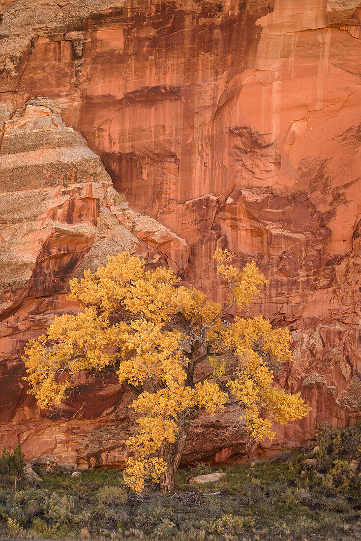Cottonwood-Baum im Herbst und Wüstenlack an einer Sandsteinwand; Capitol Reef National Park, Utah.
