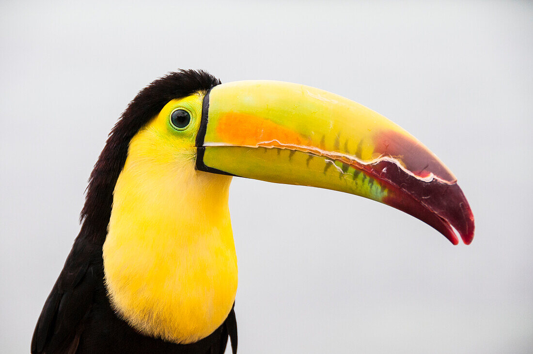 Toucan at Xel-Ha nature park, Riviera Maya, Mexico.