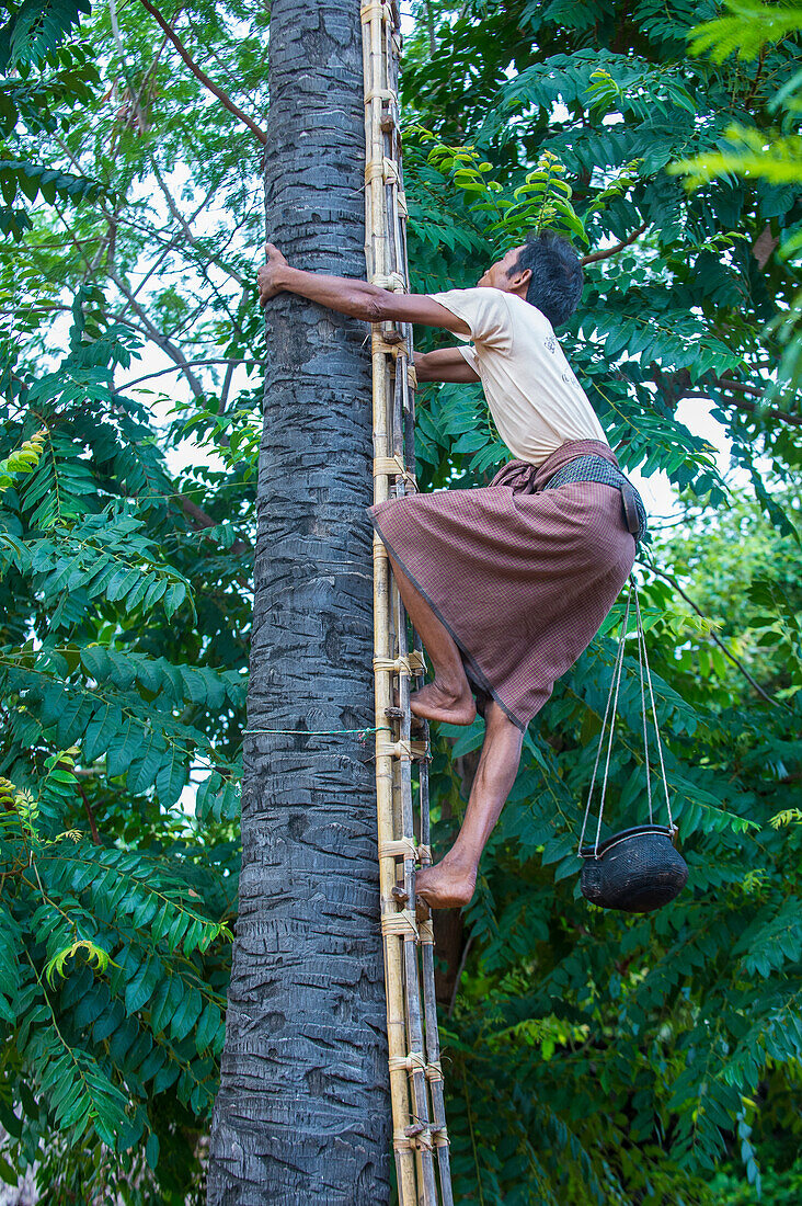 Ein burmesischer Bauer klettert in einem Dorf in der Nähe von Bagan auf eine Palme, um Saft für die Palmzuckergewinnung zu gewinnen.