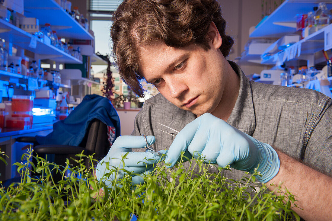Junger Mann schneidet eine Pflanze in einem pflanzenwissenschaftlichen Labor in College Park, Maryland